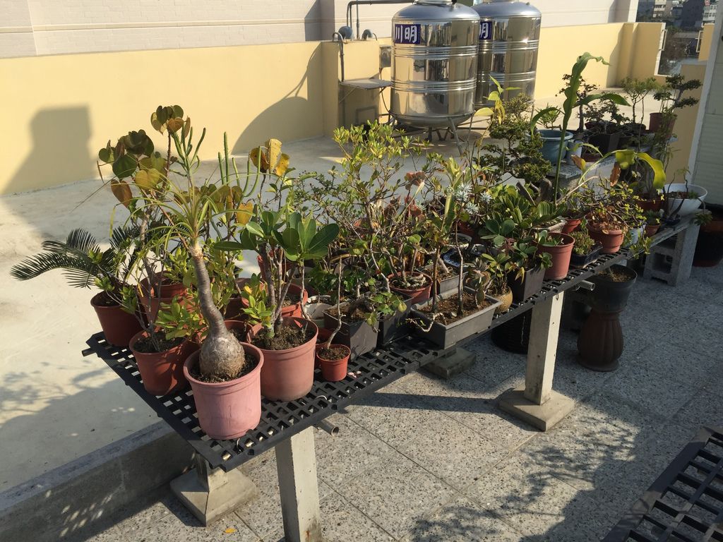 10這一區超滿的培育盆栽的地方.JPG 10這一區超滿的培育盆栽的地方.JPG