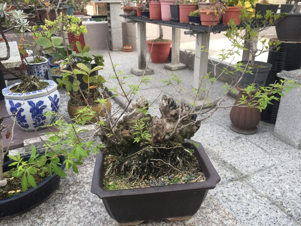 01種植2年半的浦姜盆栽(20190315拍攝).JPG 01種植2年半的浦姜盆栽(20190315拍攝).JPG