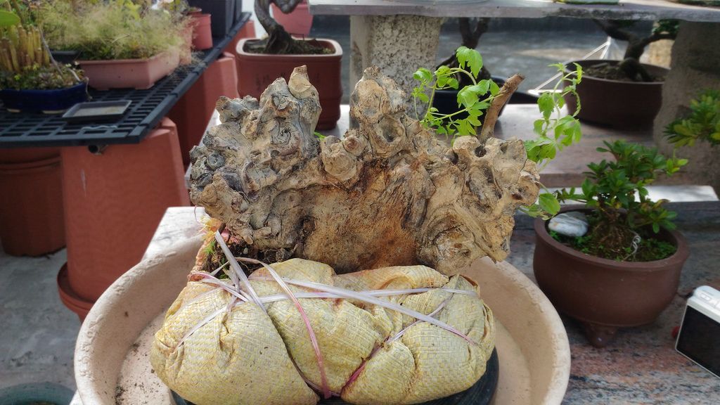 03蒲姜根塊從田裡挖起來不久.jpg 03蒲姜根塊從田裡挖起來不久.jpg