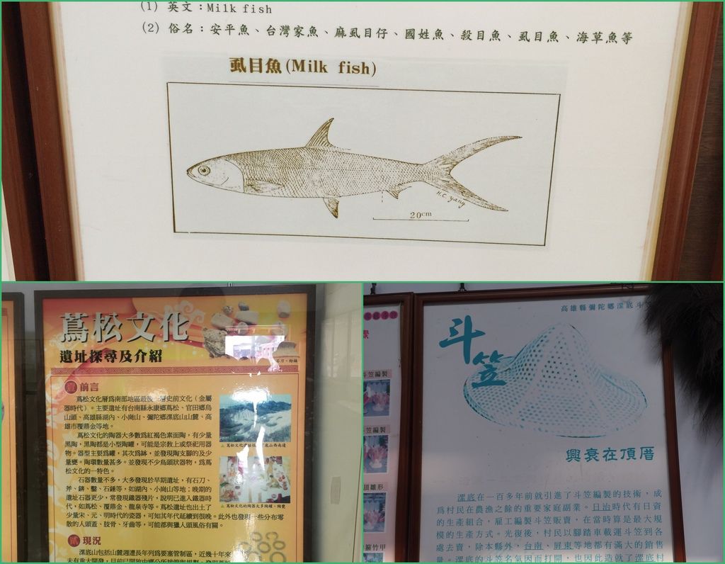17虱目魚的英文Milk fish.jpg 17虱目魚的英文Milk fish.jpg