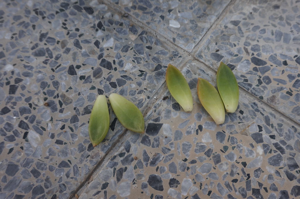 03摘了幾片銘月的葉子準備再次繁殖.JPG 03摘了幾片銘月的葉子準備再次繁殖.JPG