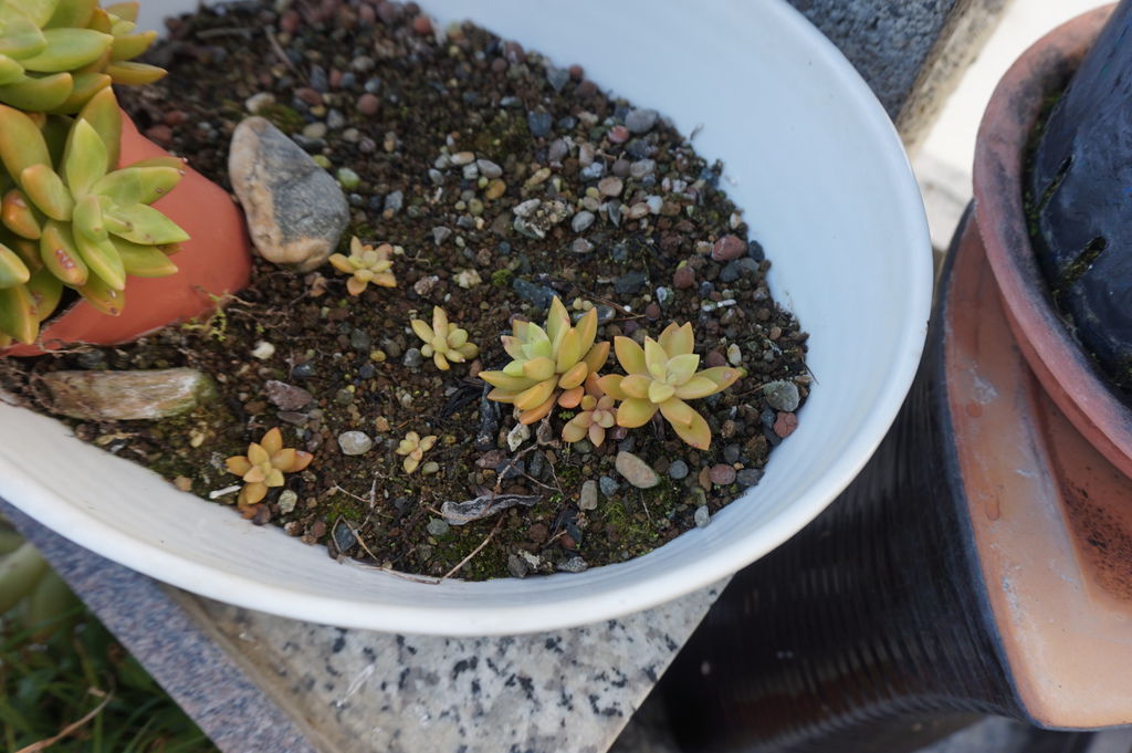 02去年繁殖的一些銘月小苗.JPG 02去年繁殖的一些銘月小苗.JPG