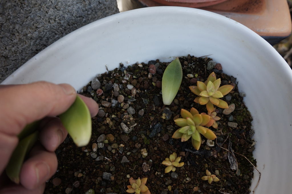 04葉子直接放在土上.JPG 04葉子直接放在土上.JPG