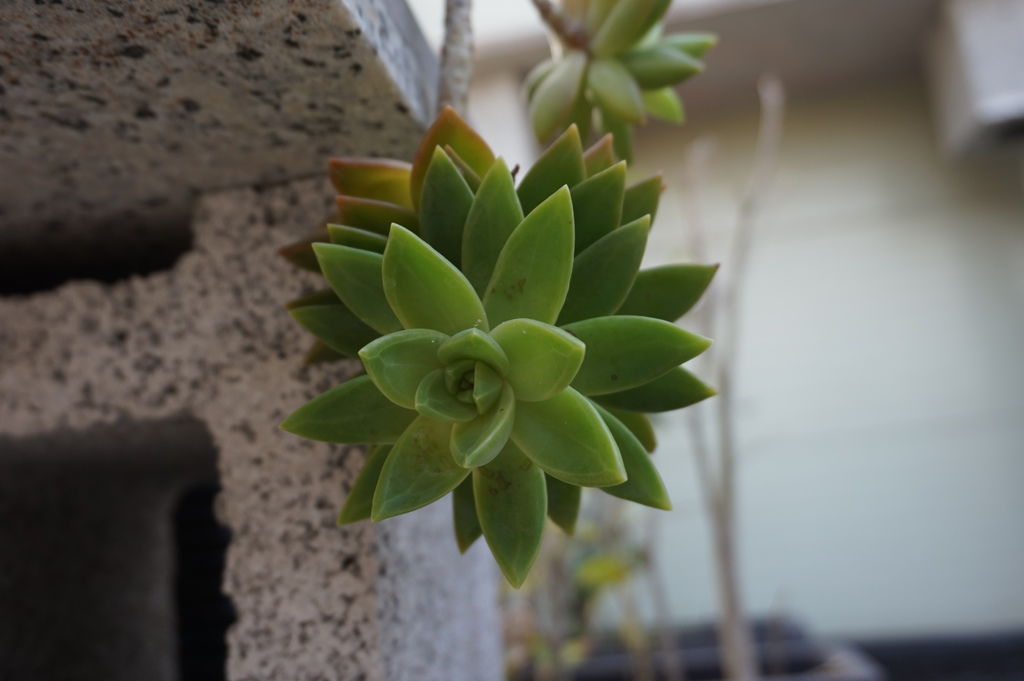 銘月 多肉植物記錄 年 家儀盆栽小世界 痞客邦
