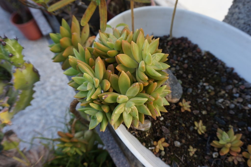 06期待會有更多的小鈶月長出來.JPG 06期待會有更多的小鈶月長出來.JPG