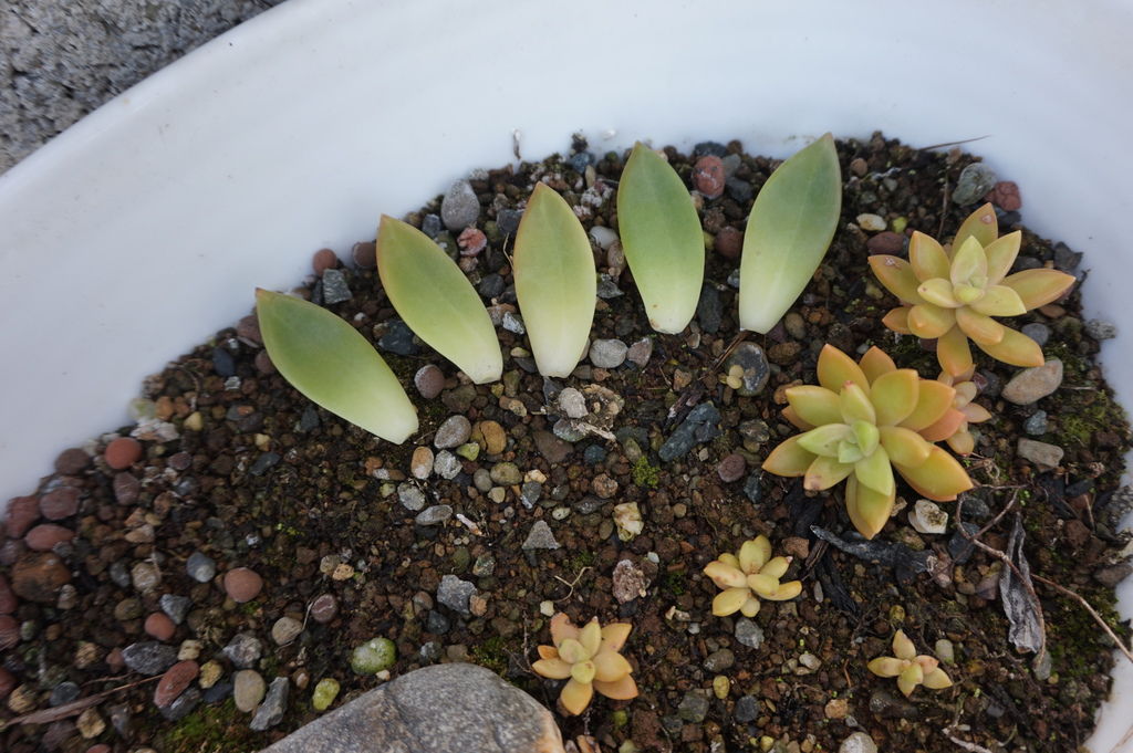 05銘月繁殖法之一葉插繁殖法.JPG 05銘月繁殖法之一葉插繁殖法.JPG