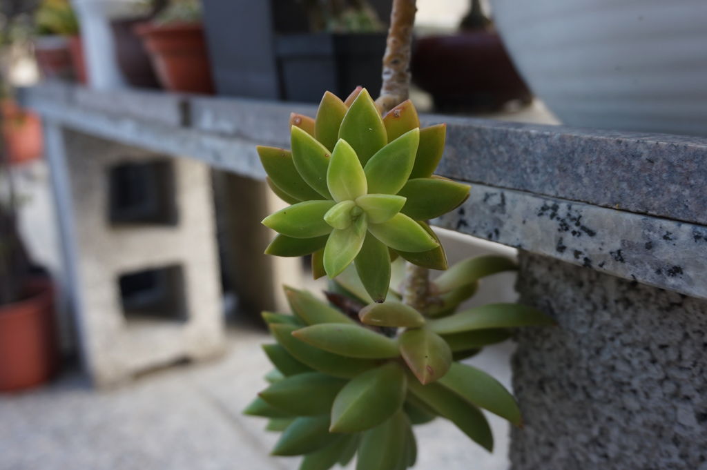 07銘月多肉的特寫.JPG 07銘月多肉的特寫.JPG