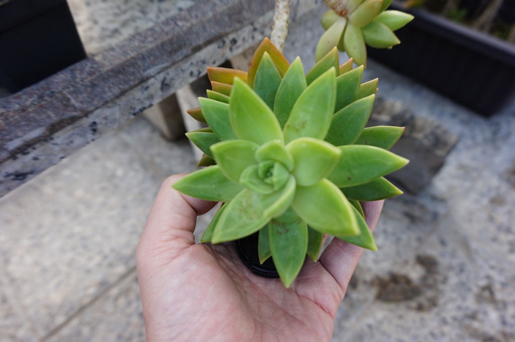 10一大朵的多肉很療癒.JPG 10一大朵的多肉很療癒.JPG