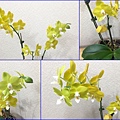 05原來未開花的花苞~也陸續開花了(20200223拍攝).jpg