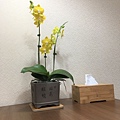 03蘭花~直接擺上在餐桌上.JPG