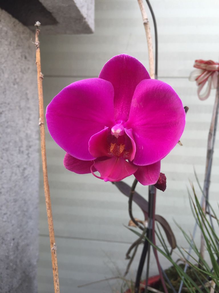 01放養在頂樓的蘭花今年春天只開1朵(20200330拍攝).JPG 01放養在頂樓的蘭花今年春天只開1朵(20200330拍攝).JPG