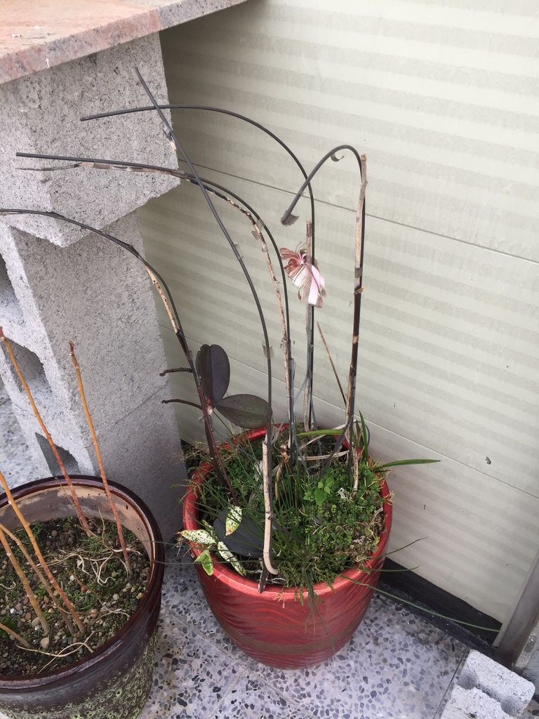 02原本的蘭花都已經凋謝放養在頂樓花園中(20200125拍攝).JPG 02原本的蘭花都已經凋謝放養在頂樓花園中(20200125拍攝).JPG