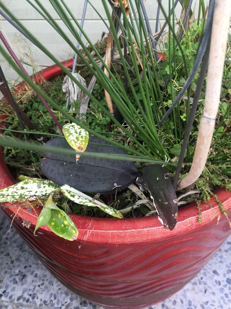 04盆子底下長滿了雜草.JPG 04盆子底下長滿了雜草.JPG