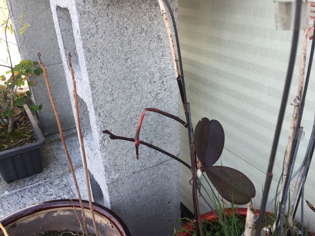 06發現有一支花苞已夭折(20200224拍攝).JPG 06發現有一支花苞已夭折(20200224拍攝).JPG