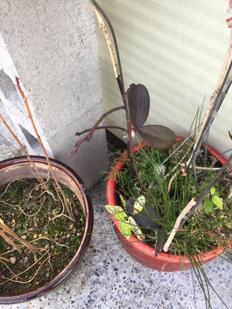 05蘭花的花苞有所成長期待它開花(20200214拍攝).JPG 05蘭花的花苞有所成長期待它開花(20200214拍攝).JPG