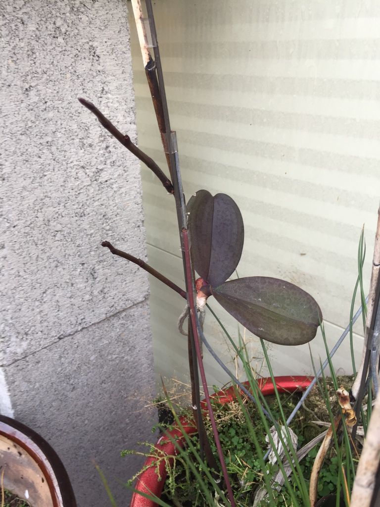 03放養了1年發現長了2個花苞(20200125拍攝).JPG 03放養了1年發現長了2個花苞(20200125拍攝).JPG