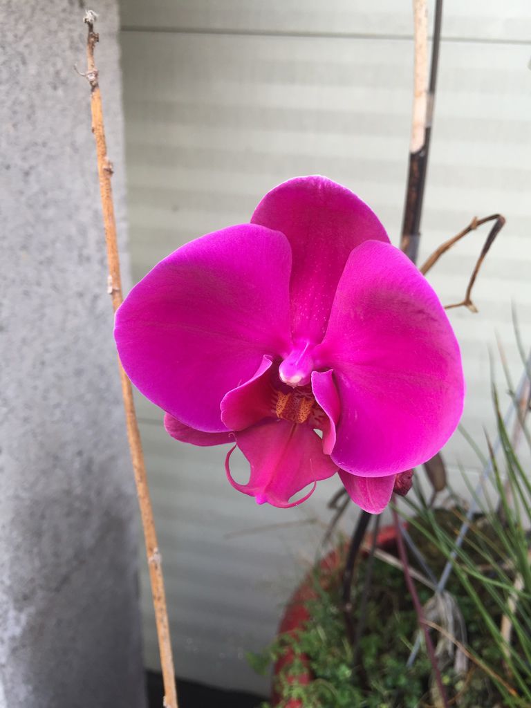 07期待已久的蘭花就只開了朵(20200330拍攝).JPG 07期待已久的蘭花就只開了朵(20200330拍攝).JPG