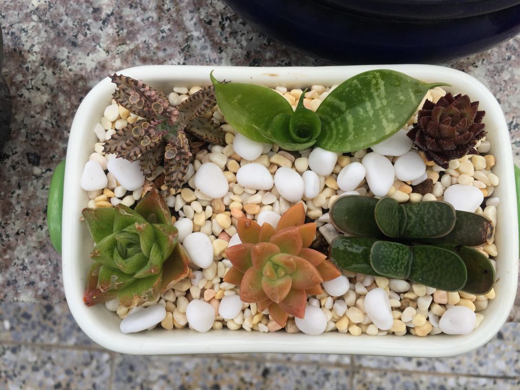 多肉組合盆栽 頂樓花園尋找小多肉植物 家儀盆栽小世界 痞客邦 多肉組合盆栽 頂樓花園尋找小多肉植物 家儀盆栽小世界 痞客邦