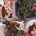 06頂樓花園尋找小多肉~虎之卷及鷹爪.jpg