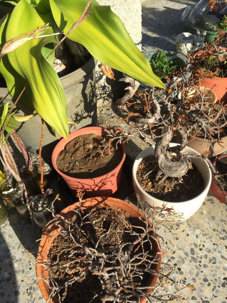 02原本以為已經沒球的火球花放在枯萎待處理區.JPG 02原本以為已經沒球的火球花放在枯萎待處理區.JPG