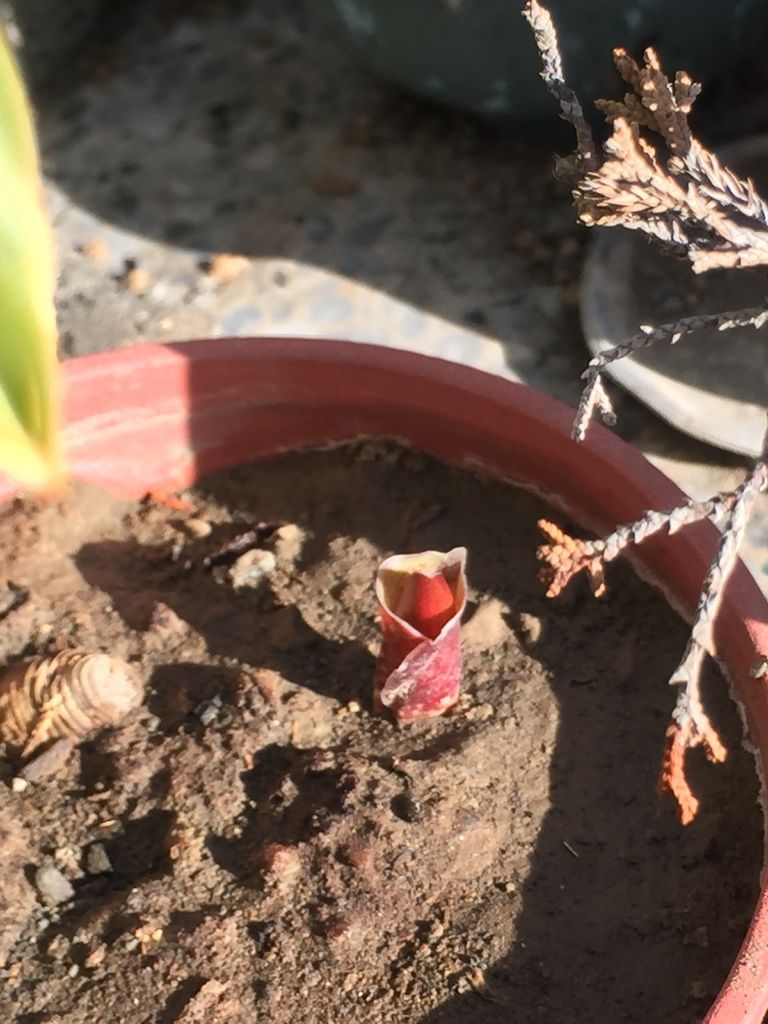 04火球花全部的葉子都枯死了竟然又有小芽冒出.JPG 04火球花全部的葉子都枯死了竟然又有小芽冒出.JPG