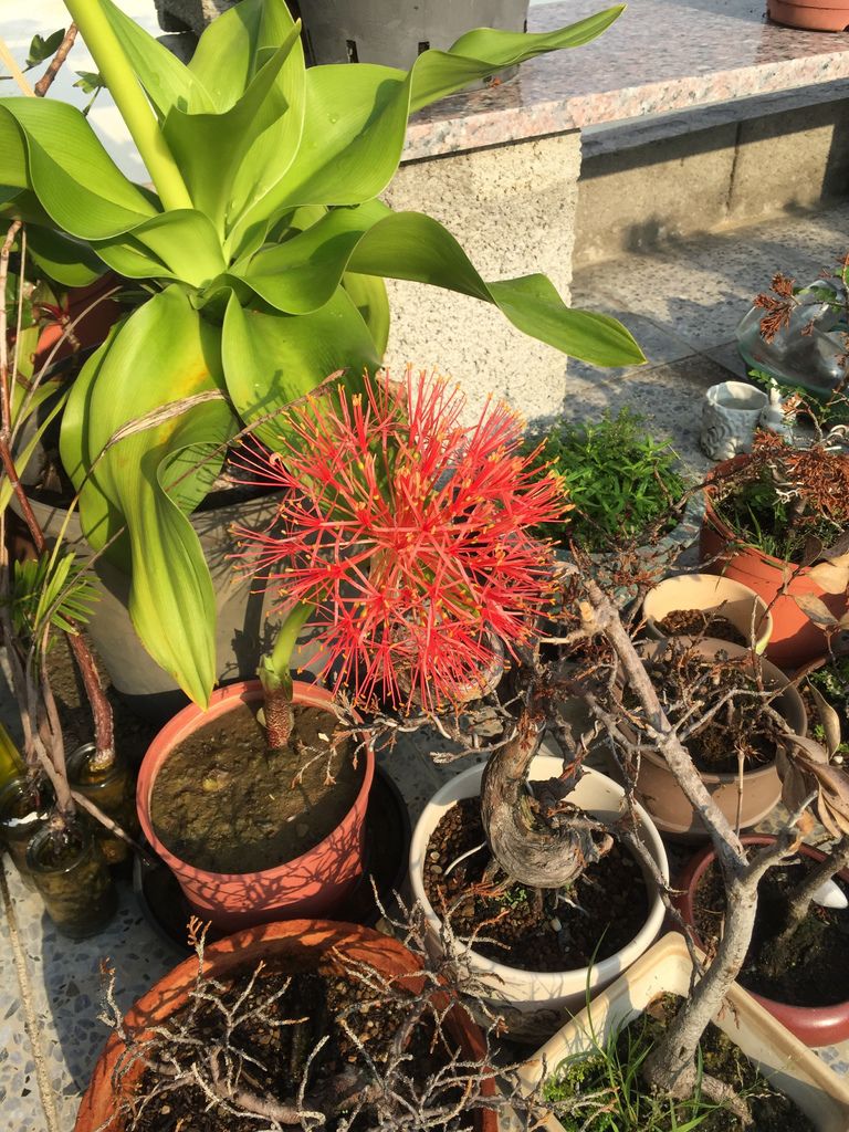 05梅雨季下了好一陣子的雨發現火球花開花了(20200529拍攝).JPG 05梅雨季下了好一陣子的雨發現火球花開花了(20200529拍攝).JPG