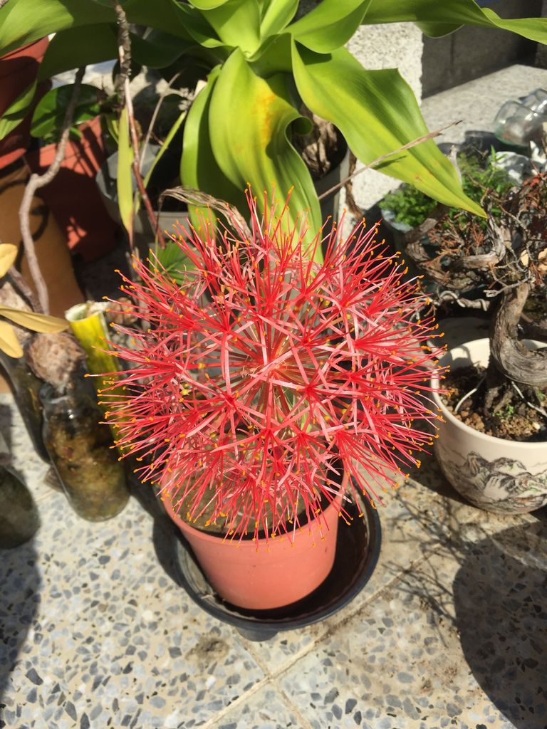 01火球花開花了(20200531拍攝).JPG 01火球花開花了(20200531拍攝).JPG