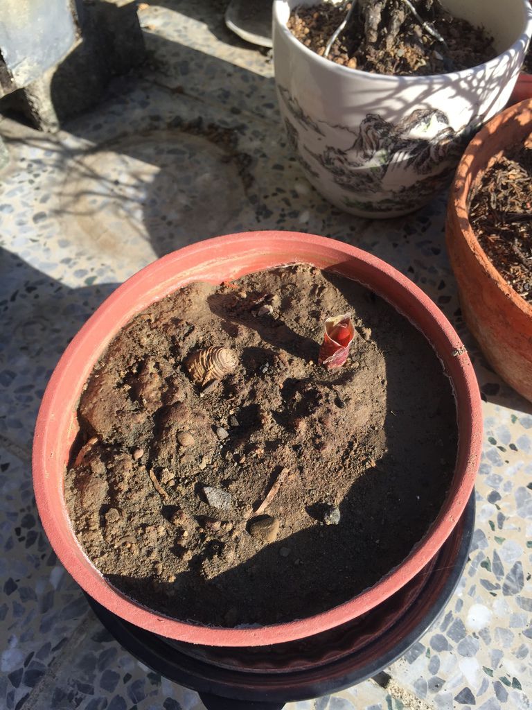 03發現火球花有小芽冒出來(20200517).JPG 03發現火球花有小芽冒出來(20200517).JPG