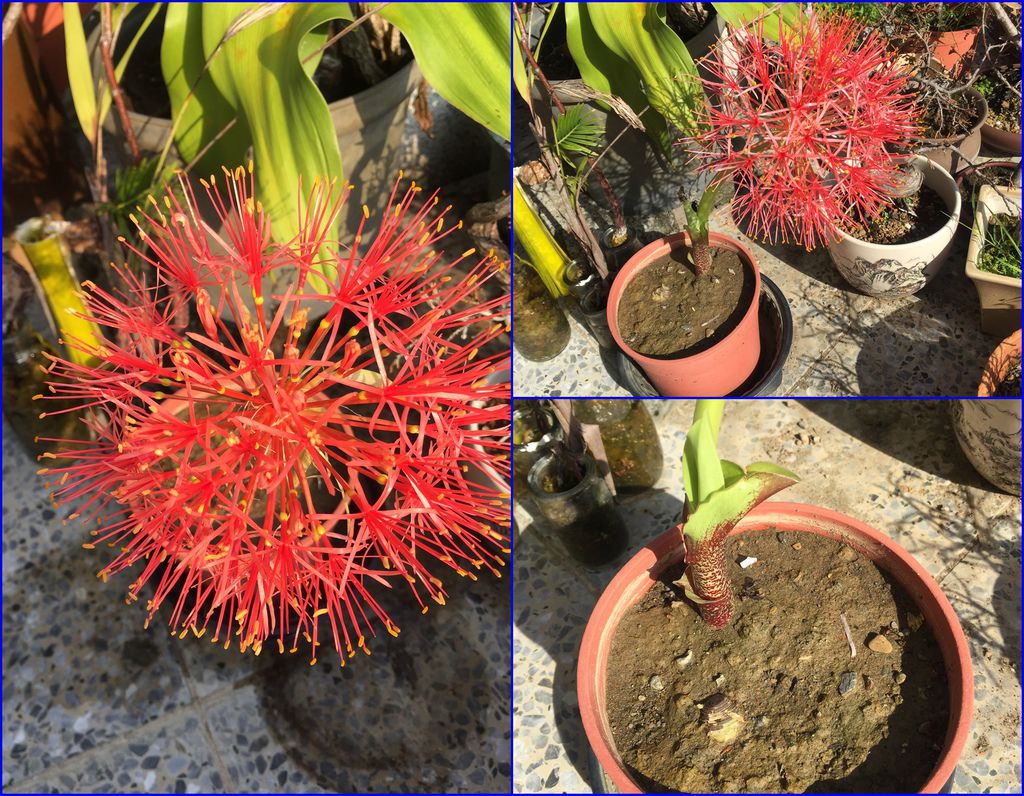 06上網查了才發現原來火球花會有枯葉後再發芽開花的情形.jpg 06上網查了才發現原來火球花會有枯葉後再發芽開花的情形.jpg