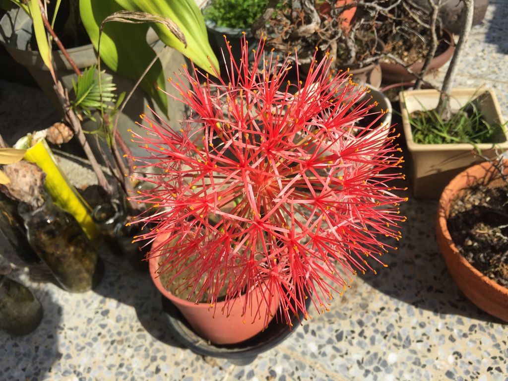 07火球花盛開(20200531拍攝).JPG 07火球花盛開(20200531拍攝).JPG