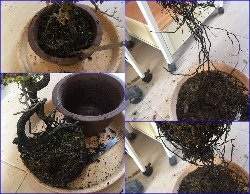 08整盆挖出根部整理及修剪.jpg 08整盆挖出根部整理及修剪.jpg