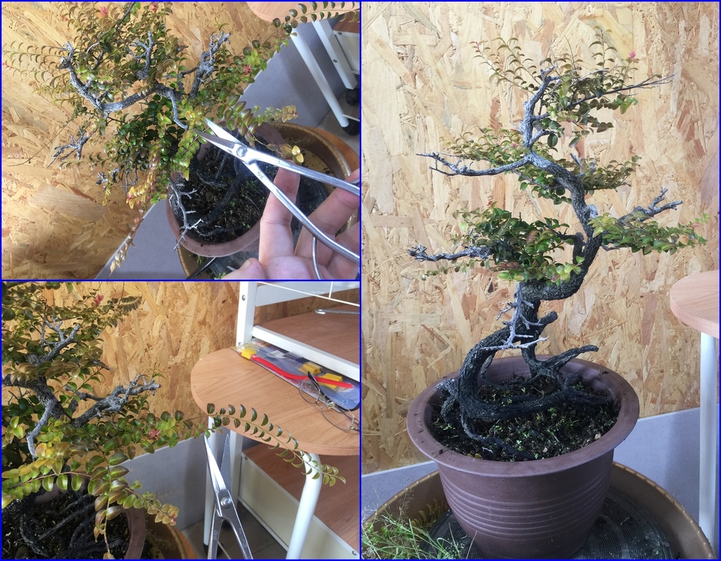 06紫檀盆栽小修剪一下.jpg 06紫檀盆栽小修剪一下.jpg