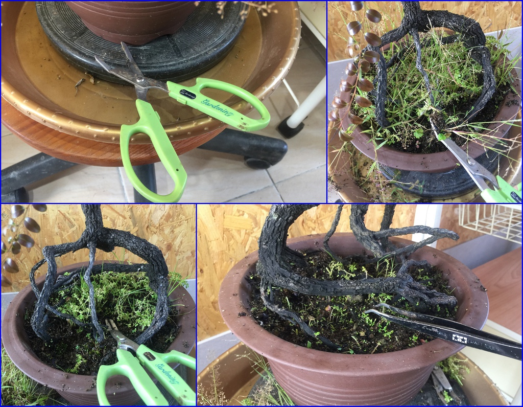 04工具拿出來拔草.jpg 04工具拿出來拔草.jpg