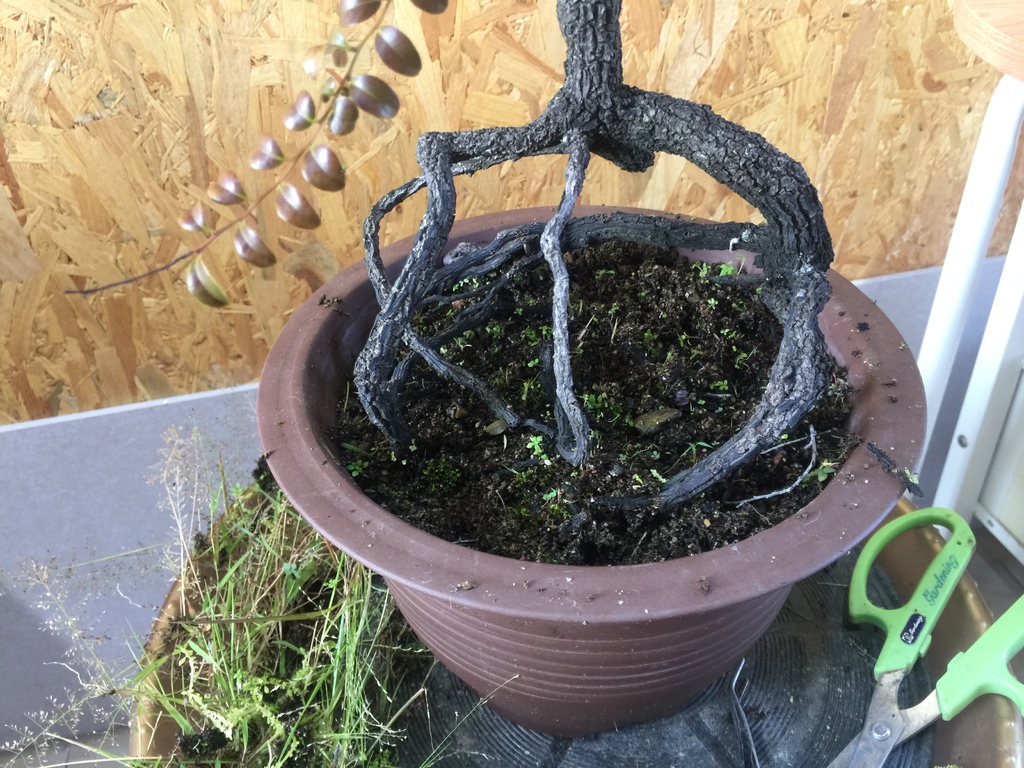 05雜草清除完成.JPG 05雜草清除完成.JPG