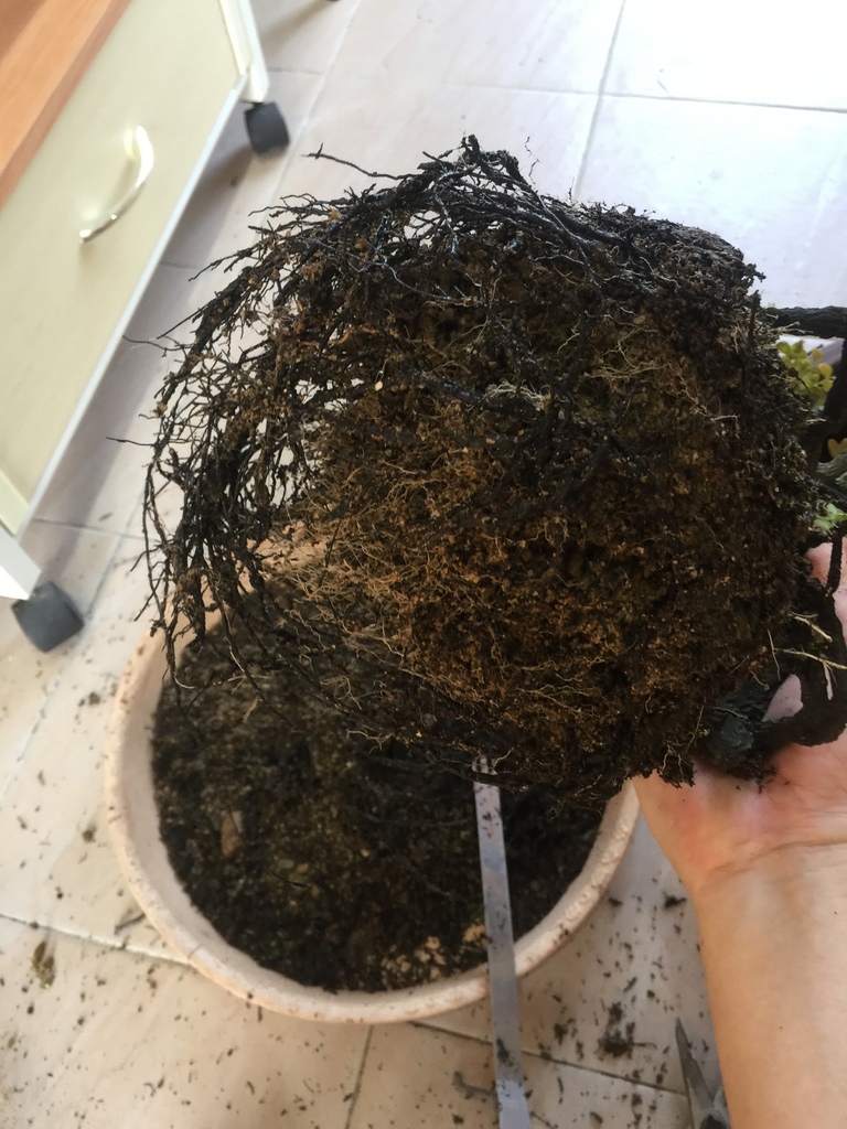 09根部修剪及整理.JPG 09根部修剪及整理.JPG