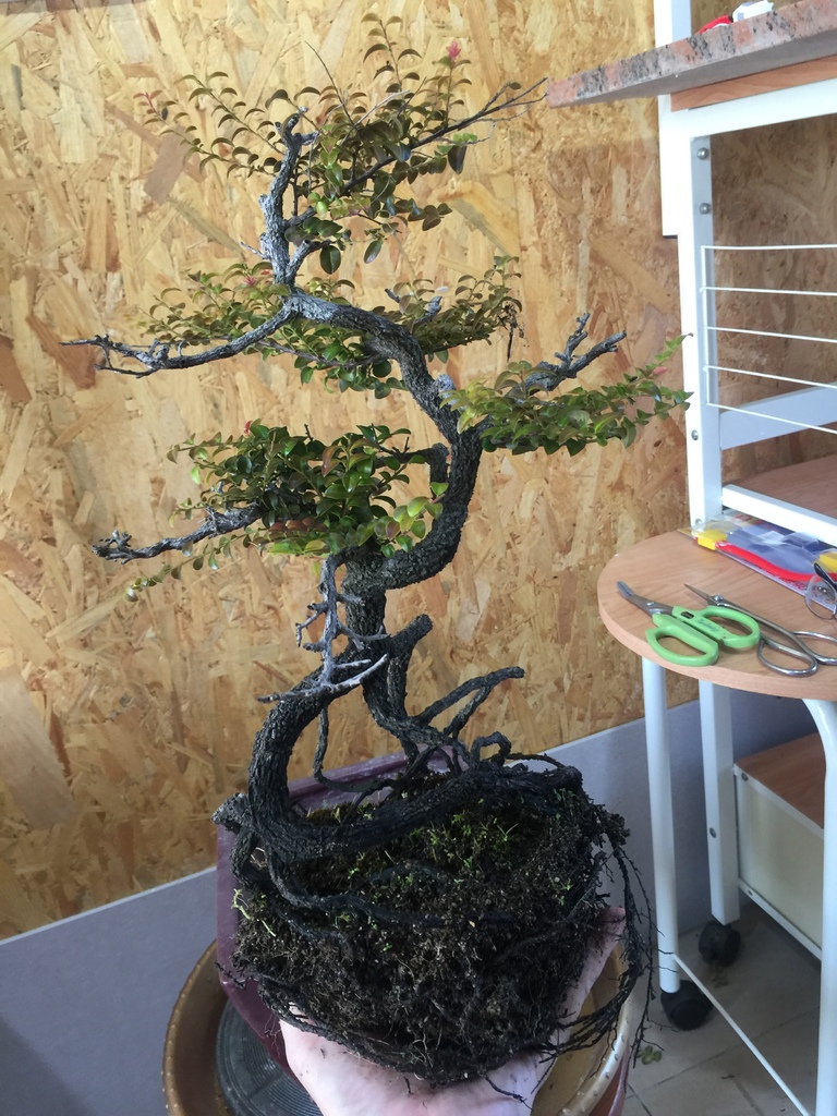 11找到適合的正面好看的角度.JPG 11找到適合的正面好看的角度.JPG