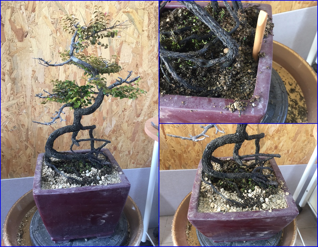 13砂土填滿盆器要確實填滿(戳一戳填實).jpg 13砂土填滿盆器要確實填滿(戳一戳填實).jpg