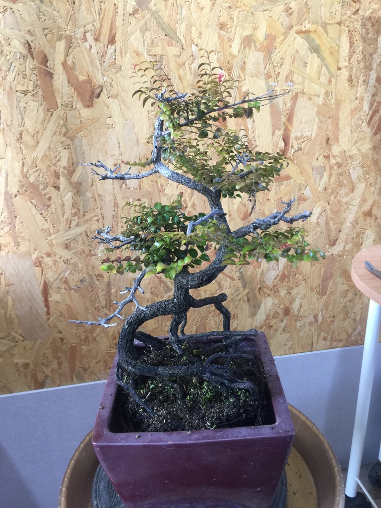 12放入盆器中擺好位置.JPG 12放入盆器中擺好位置.JPG