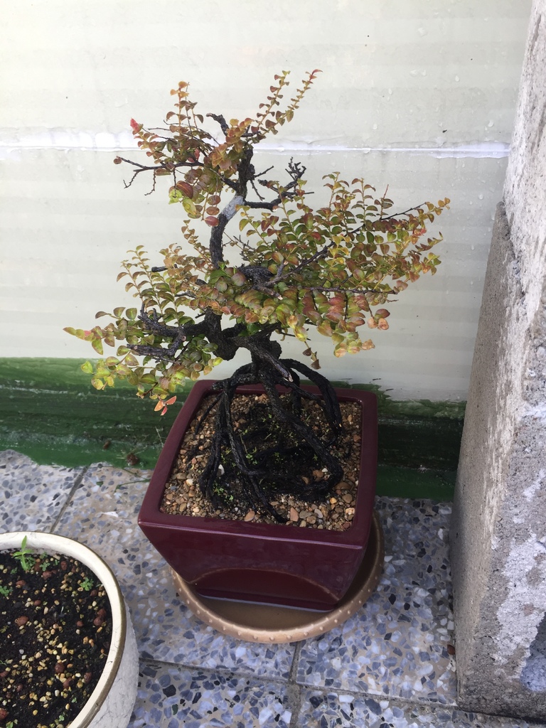 16紫檀盆栽換盆作業完成.JPG 16紫檀盆栽換盆作業完成.JPG