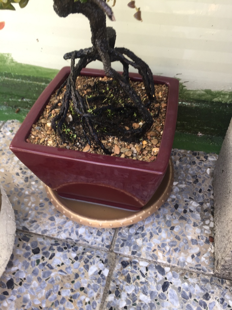 15紫檀盆栽拿到戶外澆水.JPG 15紫檀盆栽拿到戶外澆水.JPG