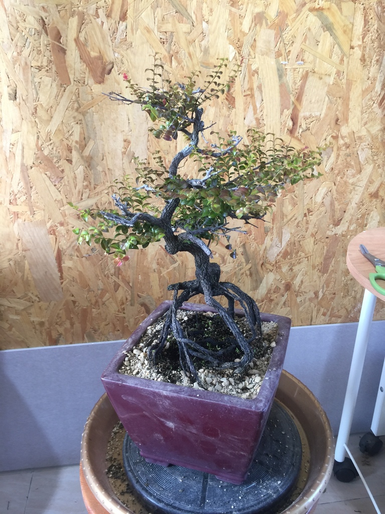 14紫檀盆栽換盆完成.JPG 14紫檀盆栽換盆完成.JPG