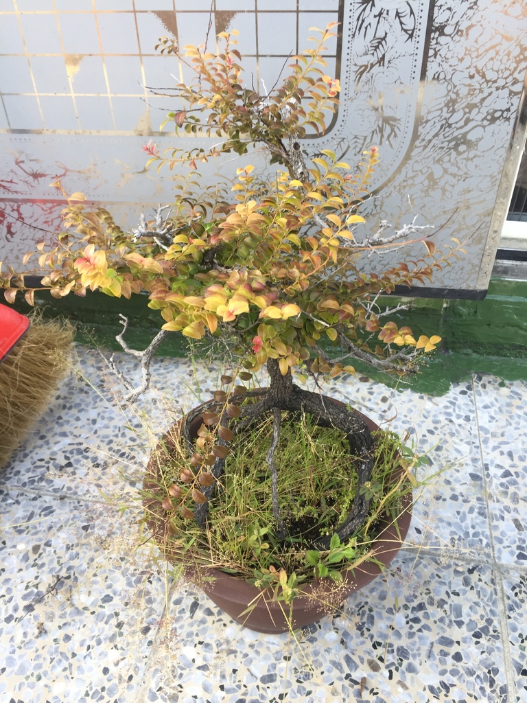 01紫檀盆栽養了好幾年沒換盆(20201004拍攝).JPG 01紫檀盆栽養了好幾年沒換盆(20201004拍攝).JPG