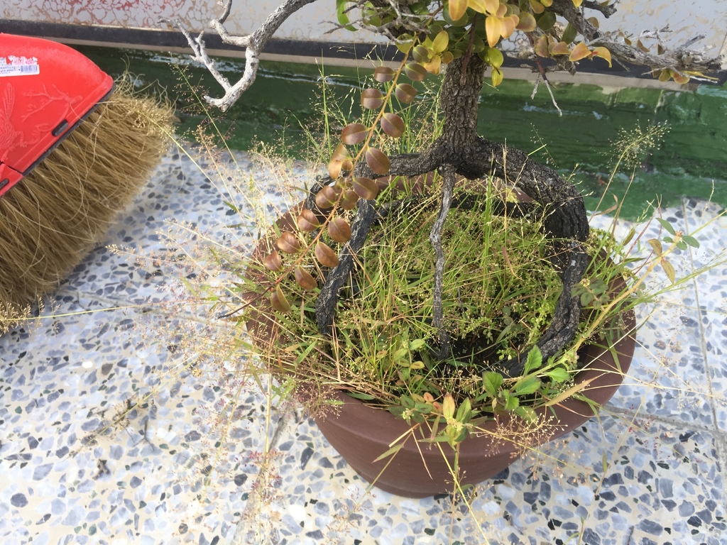 02紫檀盆栽雜草叢生.JPG 02紫檀盆栽雜草叢生.JPG