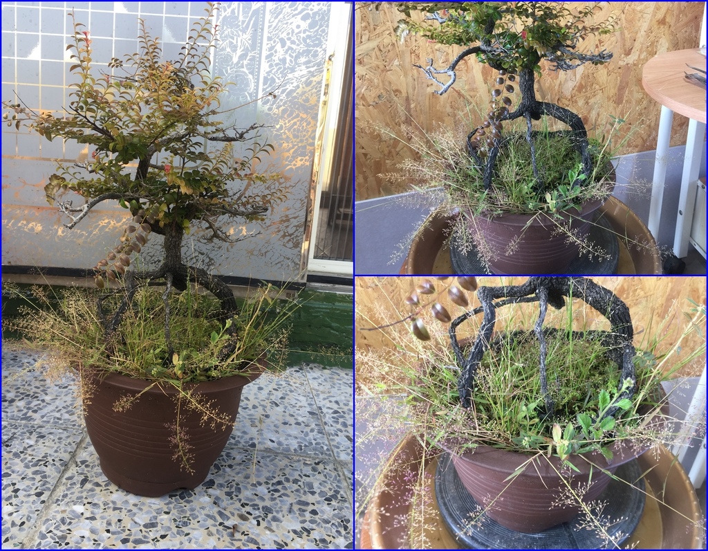 03雜草爆盆可憐的紫檀盆栽.jpg 03雜草爆盆可憐的紫檀盆栽.jpg