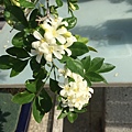 10七里香~花朵盛開.JPG