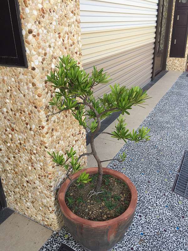 我家門口的羅漢松 鋁線整枝塑型 家儀盆栽小世界 痞客邦