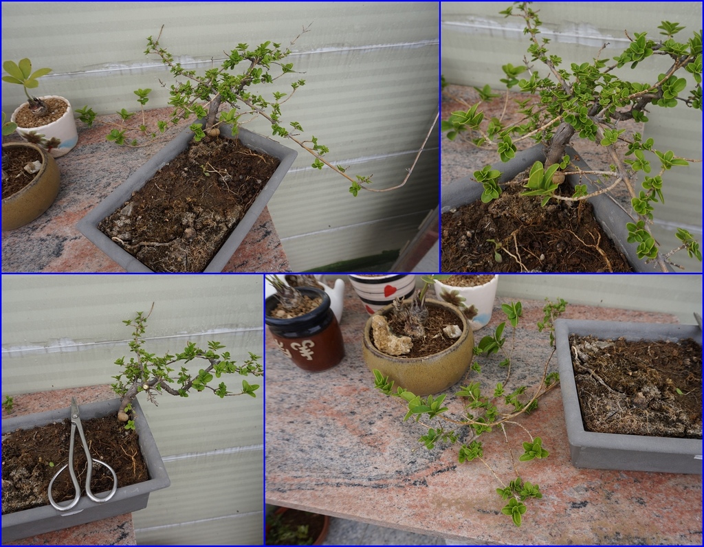 06整理壽娘子盆栽時將剪下的枝條做技插(20210425拍攝).jpg 06整理壽娘子盆栽時將剪下的枝條做技插(20210425拍攝).jpg