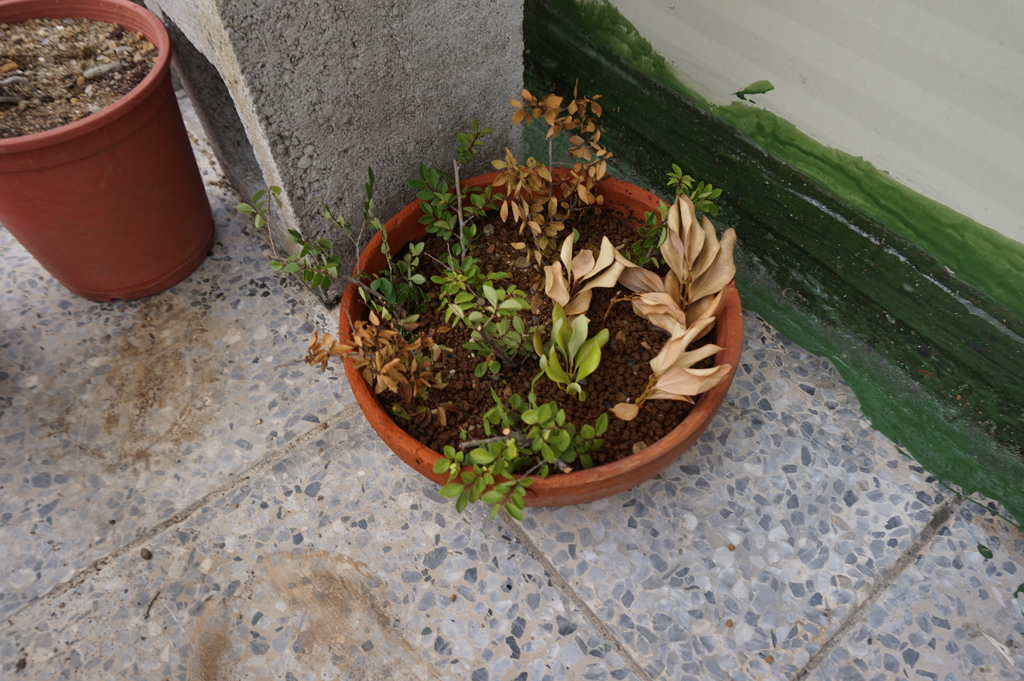 04經過10天有些枯萎沒成功(20210425拍攝).JPG 04經過10天有些枯萎沒成功(20210425拍攝).JPG