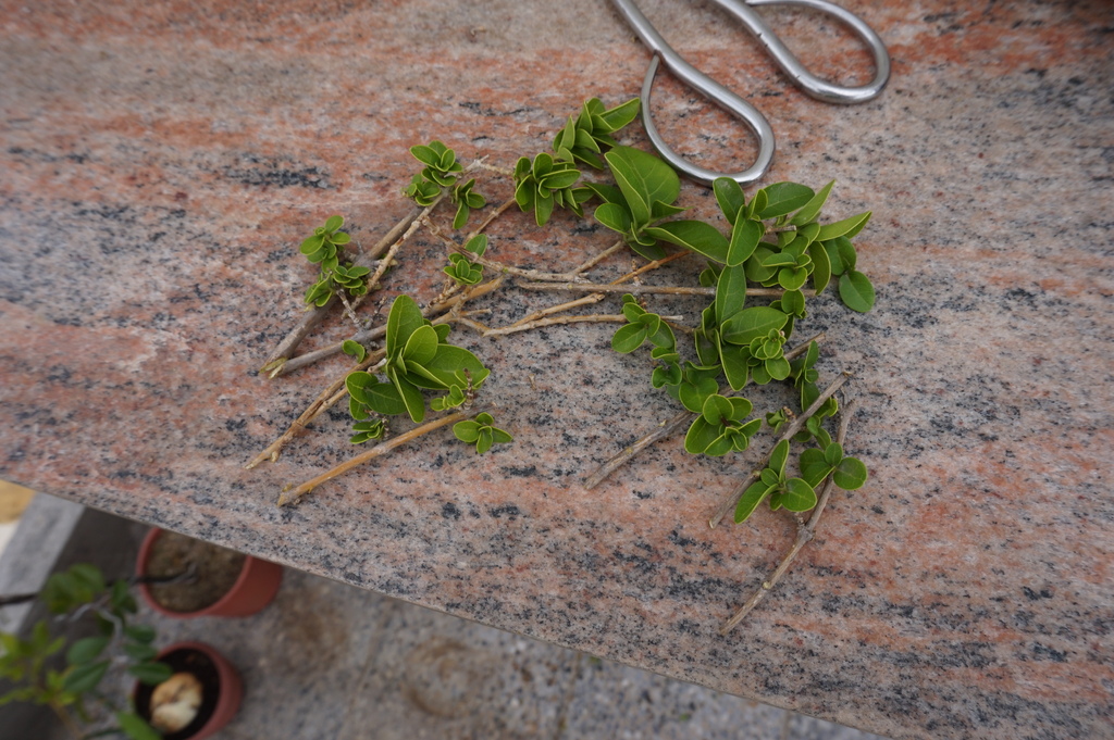 07壽娘子剪下來的小枝.JPG 07壽娘子剪下來的小枝.JPG