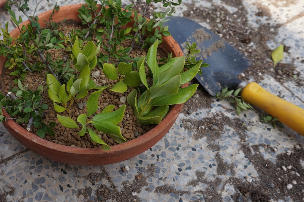 03插枝完成澆水放陰涼處.JPG 03插枝完成澆水放陰涼處.JPG